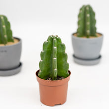 Load image into Gallery viewer, Peruvian Cactus (XXS) in Nursery Pot