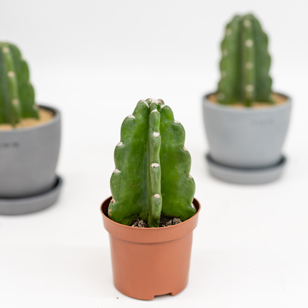 peruvian succulents Peruvian Cactus (XXS) in Nursery Pot – Shopleaf Plant Studio