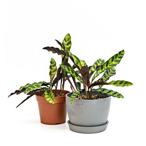 Calathea Lancifolia (M) in Ecopots