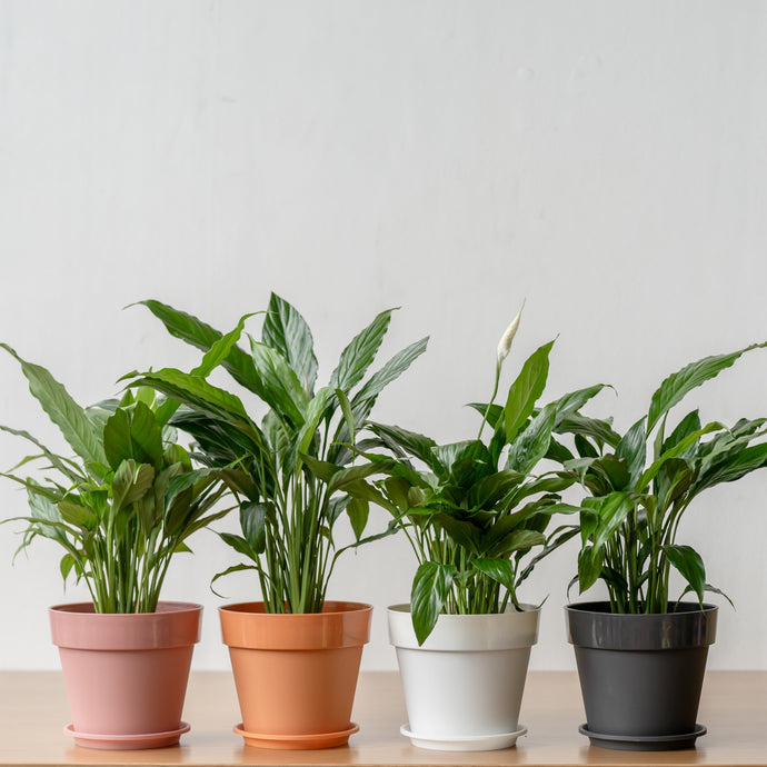 Peace Lily (S) in Shopleaf Color Pot