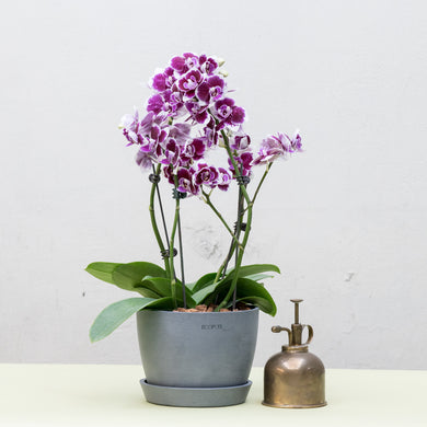 Purple White Orchid (M) in Ecopots