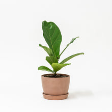 Load image into Gallery viewer, Fiddle Leaf Fig Tree (S) in Ecopots