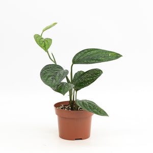 Monstera Peru (S) in Nursery Pot