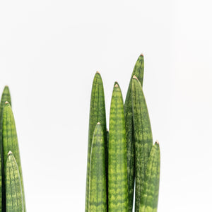 Sansevieria Fat Boy in Nursery Pot (S)