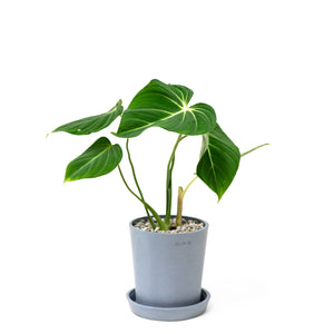 Philodendron gloriosum