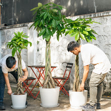 将图片加载到图库查看器，Braided Money Tree (L) in Nursery Pot