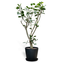 将图片加载到图库查看器，Ficus Audrey (XL1) in Ecopots
