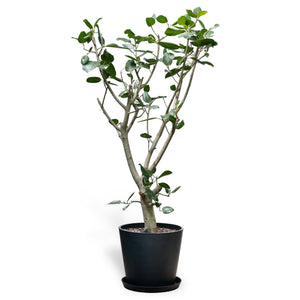 Ficus Audrey (XL1) in Nursery Pot
