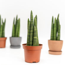 Load image into Gallery viewer, Sansevieria Fat Boy in Nursery Pot (S)