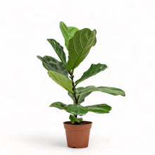 将图片加载到图库查看器，Fiddle Leaf Fig Tree (S) in Nursery Pot