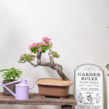 Load image into Gallery viewer, Bonsai Bougainvillea