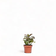 Fittonia Ruby Red (S) in Nursery Pot