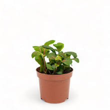 Load image into Gallery viewer, Fittonia Fortissimo (S) in Nursery Pot