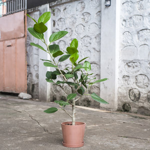 Ficus Audrey (M1) in Nursery Pot