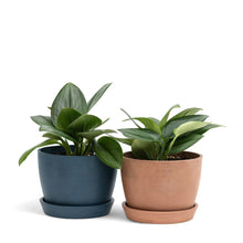 将图片加载到图库查看器，Moonlight Pothos (S) in Ecopots