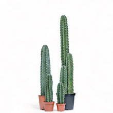 Load image into Gallery viewer, Peruvian Cactus (M) in Nursery Pot