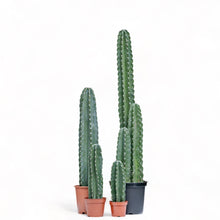 Load image into Gallery viewer, Peruvian Cactus (L) in Nursery Pot