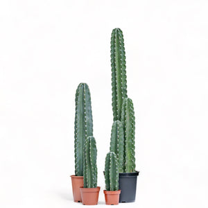 Peruvian Cactus (L) in Nursery Pot