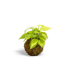 Load image into Gallery viewer, Neon Heartleaf Kokedama