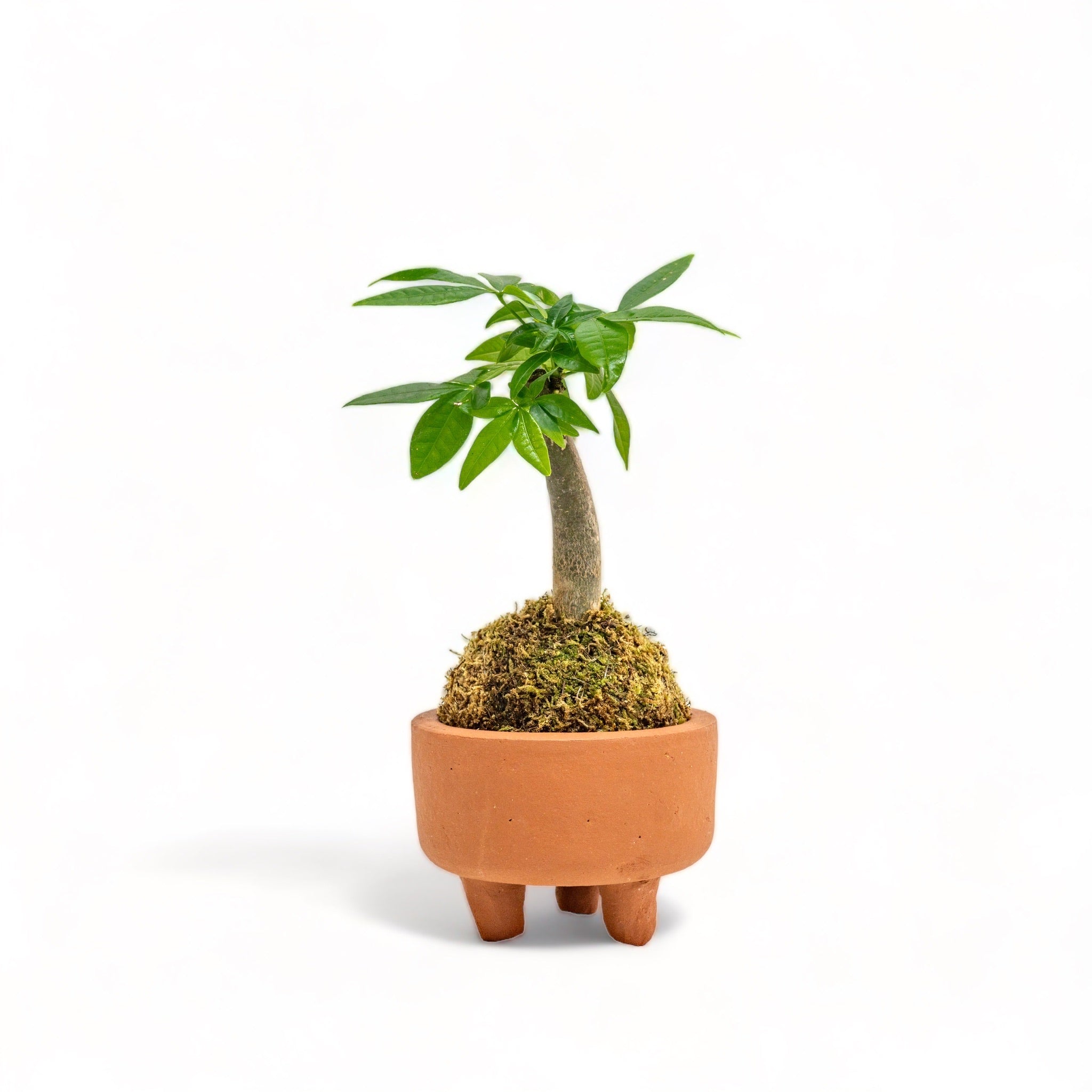 is a money tree a bonsai Bonsai Money Plant