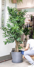 Load image into Gallery viewer, Ficus Benjamina (L) in Ecopots