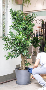 Ficus Benjamina (L) in Ecopots