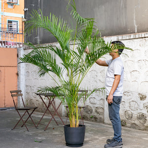 Butterfly Palm (L) in Ecopots