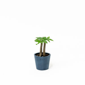 2in1 Bonsai Money Plant (XXS) in Nursery Pot