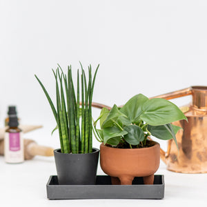 Bathroom Duo in Ecopots