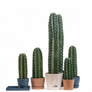 Peruvian Cactus (M) in Ecopots