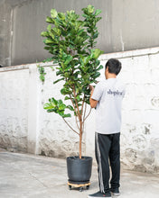 Load image into Gallery viewer, Fiddle Leaf Fig &#39;Bambino&#39; (XL)