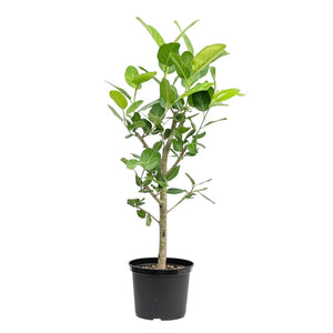 Ficus Audrey (M2) in Nursery Pot