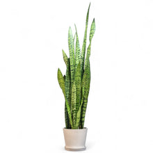 Load image into Gallery viewer, Green Snake Plant (L) in Ecopots