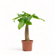 Load image into Gallery viewer, Bonsai Money Plant (S1) in Nursery Pot