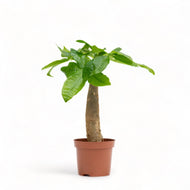 Bonsai Money Plant (S1) in Nursery Pot