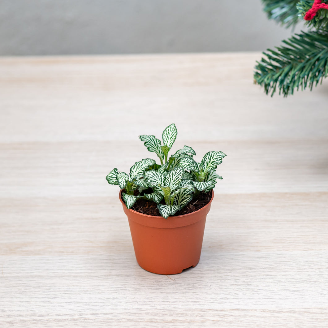 Fittonia White Tiger (S) in Nursery Pot