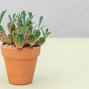 Euphorbia 'Cocklebur' (S) in Ecopots