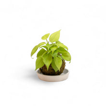 Load image into Gallery viewer, Neon Heartleaf Kokedama