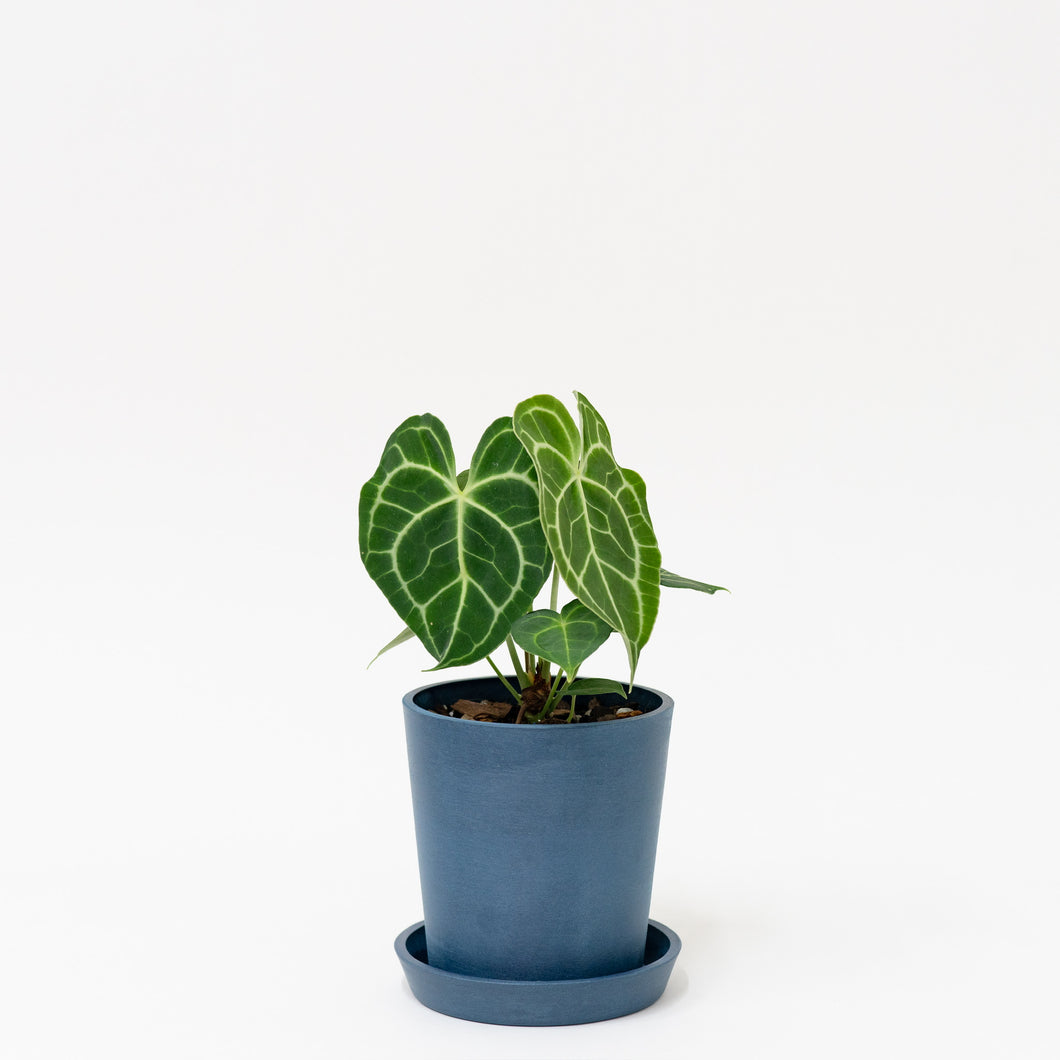 anthurium clarinervium buy online Anthurium clarinervium (S) in Ecopots – Shopleaf Plant Studio