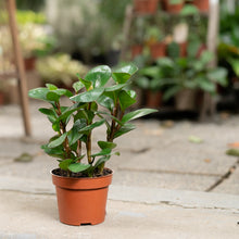 将图片加载到图库查看器，Peperomia Red Margin (M) in Nursery Pot