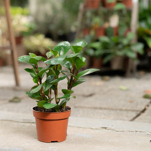 Peperomia Red Margin (M) in Nursery Pot