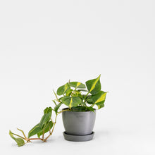 Load image into Gallery viewer, Philodendron Brasil (S) in Ecopots