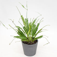 Load image into Gallery viewer, Kenzoi Fern (M) in Nursery Pot