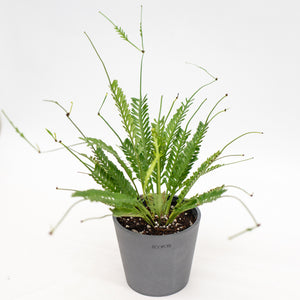 Kenzoi Fern (M) in Nursery Pot