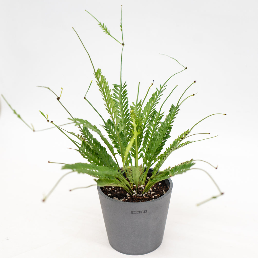 Kenzoi Fern (M) in Ecopots