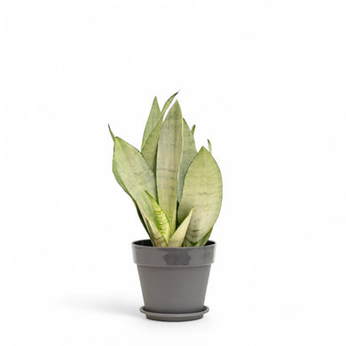 Sansevieria Moonshine (M) in Shopleaf Color Pot