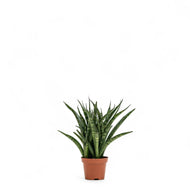 Fernwood Punk (XS) in Nursery Pot