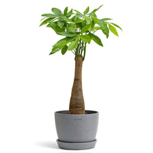 将图片加载到图库查看器，Bonsai Money Plant (M1) in Ecopots