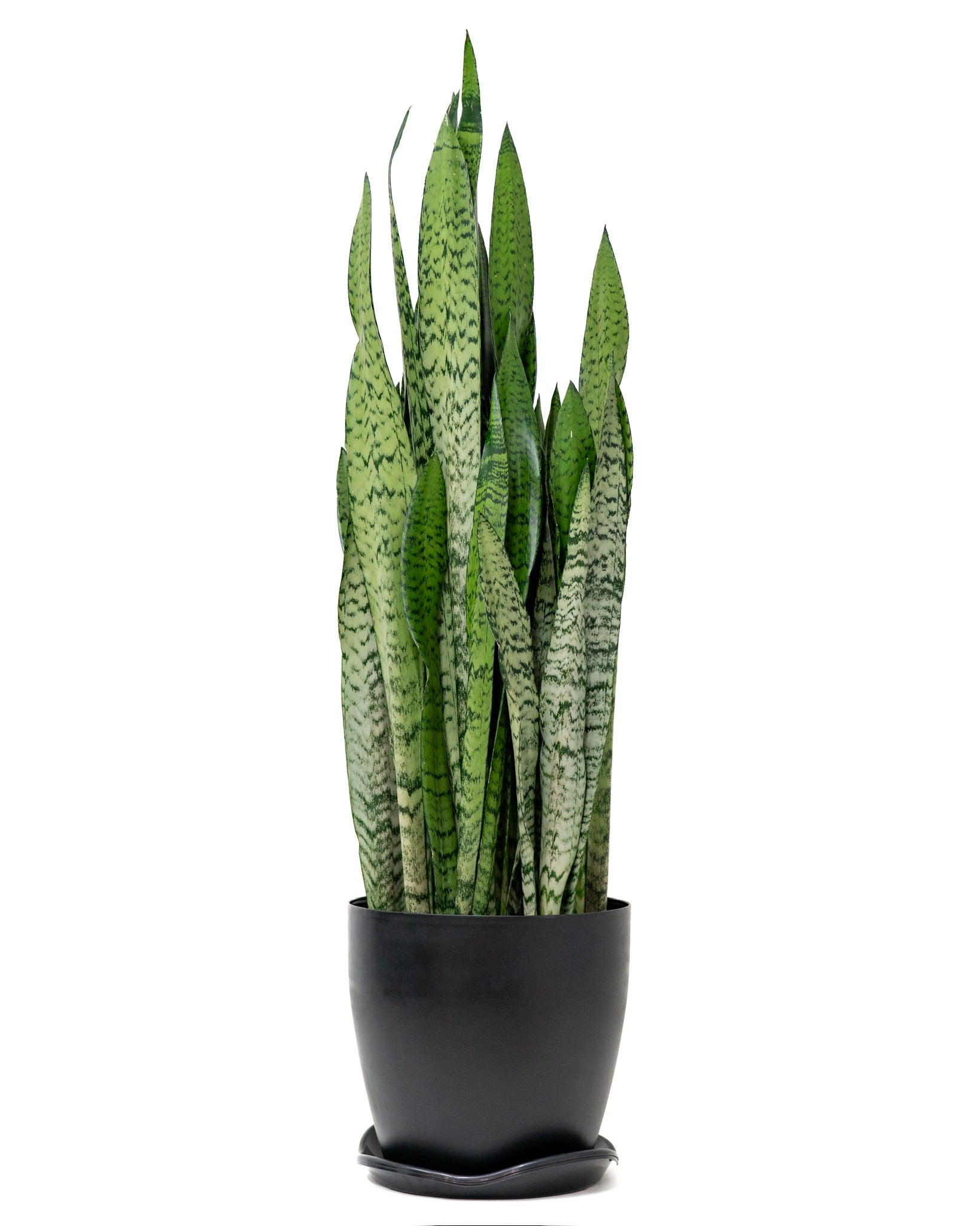snake plant all green Green Snake Plant (XL) in Ecopots – Shopleaf Plant Studio