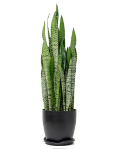 Green Snake Plant (XL) in Ecopots